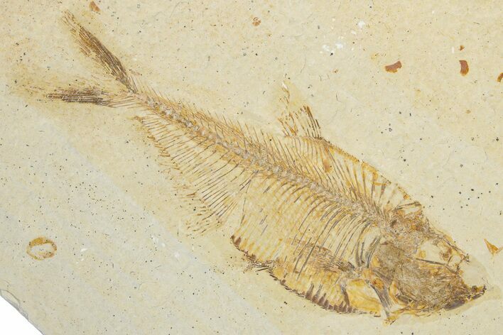 Detailed Fossil Fish (Diplomystus) - Wyoming #354041